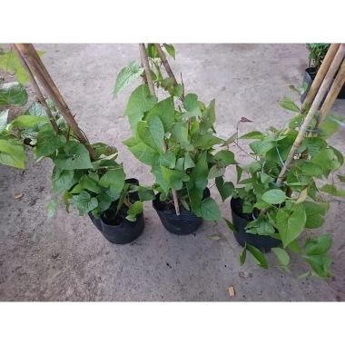 Cây hoa Tigon - Cây cảnh sân vườn, giá ưu đãi 29.800đ, xanh tươi, dễ chăm sóc
