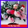 Cây Hoa Trà My Ngũ Sắc - Ra hoa 4-5 tháng, giá ưu đãi 45.000 VND, cây cảnh nội thất