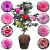 Cây Hoa Trà My Ngũ Sắc - Ra hoa 4-5 tháng, giá ưu đãi 45.000 VND, cây cảnh nội thất 3
