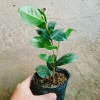 Cây Hoa Trà My Ngũ Sắc - Ra hoa 4-5 tháng, giá ưu đãi 45.000 VND, cây cảnh nội thất 7