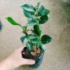 Cây Hoa Trà My Ngũ Sắc - Ra hoa 4-5 tháng, giá ưu đãi 45.000 VND, cây cảnh nội thất 8