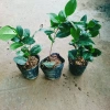 Cây Hoa Trà My Ngũ Sắc - Ra hoa 4-5 tháng, giá ưu đãi 45.000 VND, cây cảnh nội thất 9