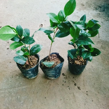 Cây Hoa Trà My Ngũ Sắc - Ra hoa 4-5 tháng, giá ưu đãi 45.000 VND, cây cảnh nội thất