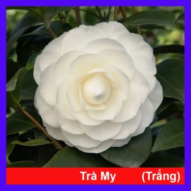 Cây Hoa Trà My trắng - Ra hoa trong 4-5 tháng, giá chỉ 45.000đ, cây cảnh dễ trồng