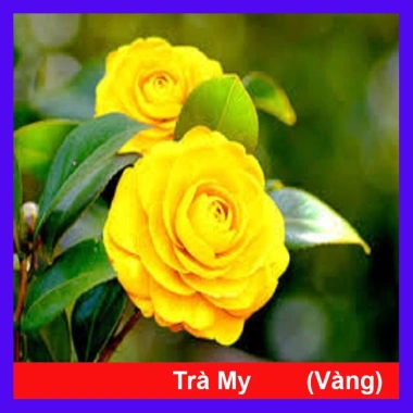 Cây Hoa Trà My Vàng – Ra hoa nhanh 4‑5 tháng, Giá 45.000₫ (giảm so với 56.250₫)