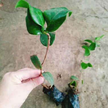 Cây Hoa Trà My Vàng – Ra hoa nhanh 4‑5 tháng, Giá 45.000₫ (giảm so với 56.250₫)