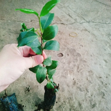 Cây Hoa Trà My Vàng – Ra hoa nhanh 4‑5 tháng, Giá 45.000₫ (giảm so với 56.250₫)
