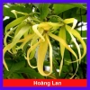 Cây Hoàng Lan Ngọc Lan Vàng - Cây Bông Chúa hương thơm, giảm còn 115k (giá gốc 146k)