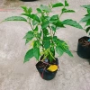Cây Hoàng Lan Ngọc Lan Vàng - Cây Bông Chúa hương thơm, giảm còn 115k (giá gốc 146k) 3