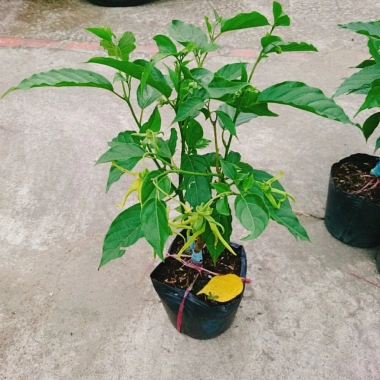 Cây Hoàng Lan Ngọc Lan Vàng - Cây Bông Chúa hương thơm, giảm còn 115k (giá gốc 146k) 3
