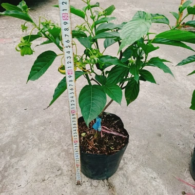 Cây Hoàng Lan Ngọc Lan Vàng - Cây Bông Chúa hương thơm, giảm còn 115k (giá gốc 146k) 5