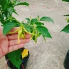 Cây Hoàng Lan Ngọc Lan Vàng - Cây Bông Chúa hương thơm, giảm còn 115k (giá gốc 146k) 6