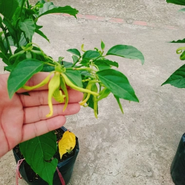 Cây Hoàng Lan Ngọc Lan Vàng - Cây Bông Chúa hương thơm, giảm còn 115k (giá gốc 146k) 6