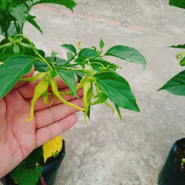Cây Hoàng Lan Ngọc Lan Vàng - Cây Bông Chúa hương thơm, giảm còn 115k (giá gốc 146k) 7