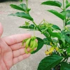 Cây Hoàng Lan Ngọc Lan Vàng - Cây Bông Chúa hương thơm, giảm còn 115k (giá gốc 146k) 8
