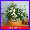 Cây Hồng Bạch Trà - Cây cảnh để bàn giá ưu đãi 78.000₫, không gian xanh mát