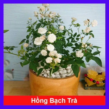 Cây Hồng Bạch Trà - Cây cảnh để bàn giá ưu đãi 78.000₫, không gian xanh mát
