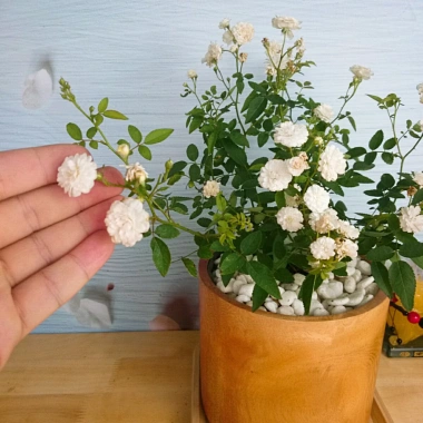 Cây Hồng Bạch Trà - Cây cảnh để bàn giá ưu đãi 78.000₫, không gian xanh mát