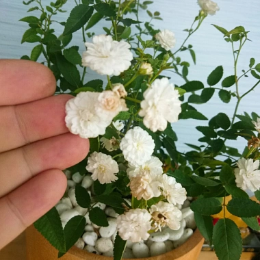 Cây Hồng Bạch Trà - Cây cảnh để bàn giá ưu đãi 78.000₫, không gian xanh mát 5 Cây Hồng Bạch Trà - Cây cảnh để bàn giá ưu đãi 78.000₫, không gian xanh mát 5