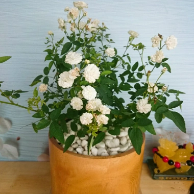 Cây Hồng Bạch Trà - Cây cảnh để bàn giá ưu đãi 78.000₫, không gian xanh mát 6 Cây Hồng Bạch Trà - Cây cảnh để bàn giá ưu đãi 78.000₫, không gian xanh mát 6