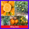 Cây hồng giòn không hạt - Giống thế hệ mới, cây khỏe, năng suất cao, ít sâu bệnh, 45.000₫