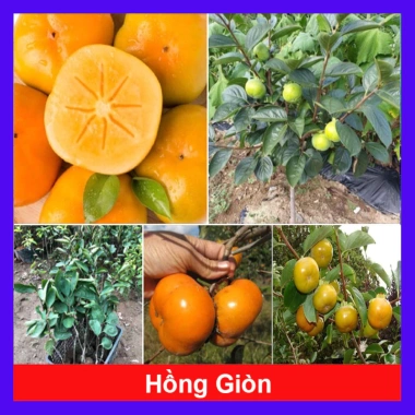 Cây hồng giòn không hạt - Giống thế hệ mới, cây khỏe, năng suất cao, ít sâu bệnh, 45.000₫
