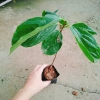 Cây hồng giòn không hạt - Giống thế hệ mới, cây khỏe, năng suất cao, ít sâu bệnh, 45.000₫ 2