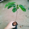 Cây hồng giòn không hạt - Giống thế hệ mới, cây khỏe, năng suất cao, ít sâu bệnh, 45.000₫ 3