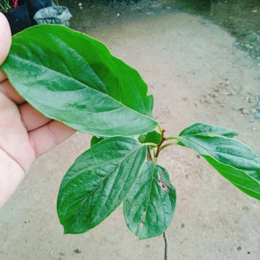 Cây hồng giòn không hạt - Giống thế hệ mới, cây khỏe, năng suất cao, ít sâu bệnh, 45.000₫ 4 Cây hồng giòn không hạt - Giống thế hệ mới, cây khỏe, năng suất cao, ít sâu bệnh, 45.000₫ 4