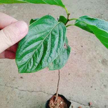 Cây hồng giòn không hạt - Giống thế hệ mới, cây khỏe, năng suất cao, ít sâu bệnh, 45.000₫ 5 Cây hồng giòn không hạt - Giống thế hệ mới, cây khỏe, năng suất cao, ít sâu bệnh, 45.000₫ 5