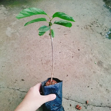 Cây hồng giòn không hạt - Giống thế hệ mới, cây khỏe, năng suất cao, ít sâu bệnh, 45.000₫