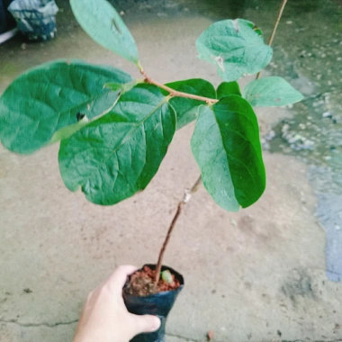 Cây hồng giòn không hạt - Giống thế hệ mới, cây khỏe, năng suất cao, ít sâu bệnh, 45.000₫ 8 Cây hồng giòn không hạt - Giống thế hệ mới, cây khỏe, năng suất cao, ít sâu bệnh, 45.000₫ 8