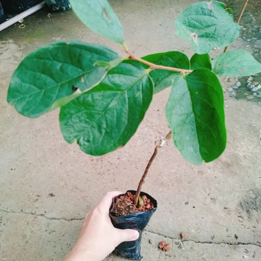 Cây hồng giòn không hạt - Giống thế hệ mới, cây khỏe, năng suất cao, ít sâu bệnh, 45.000₫