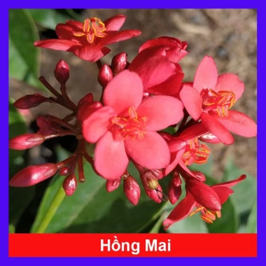 Cây Hồng Mai - Cây cảnh sân vườn giá tốt, giảm còn 45.000 VND, tươi xanh lâu năm Cây Hồng Mai - Cây cảnh sân vườn giá tốt, giảm còn 45.000 VND, tươi xanh lâu năm