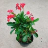 Cây Hồng Mai - Cây cảnh sân vườn giá tốt, giảm còn 45.000 VND, tươi xanh lâu năm 2