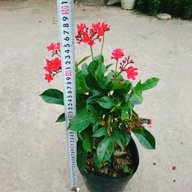 Cây Hồng Mai - Cây cảnh sân vườn giá tốt, giảm còn 45.000 VND, tươi xanh lâu năm