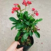 Cây Hồng Mai - Cây cảnh sân vườn giá tốt, giảm còn 45.000 VND, tươi xanh lâu năm 4