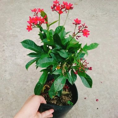 Cây Hồng Mai - Cây cảnh sân vườn giá tốt, giảm còn 45.000 VND, tươi xanh lâu năm 4 Cây Hồng Mai - Cây cảnh sân vườn giá tốt, giảm còn 45.000 VND, tươi xanh lâu năm 4