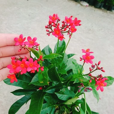 Cây Hồng Mai - Cây cảnh sân vườn giá tốt, giảm còn 45.000 VND, tươi xanh lâu năm