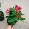 Cây Hồng Mai - Cây cảnh sân vườn giá tốt, giảm còn 45.000 VND, tươi xanh lâu năm 6