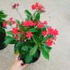 Cây Hồng Mai - Cây cảnh sân vườn giá tốt, giảm còn 45.000 VND, tươi xanh lâu năm 7