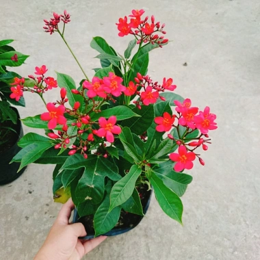 Cây Hồng Mai - Cây cảnh sân vườn giá tốt, giảm còn 45.000 VND, tươi xanh lâu năm 7 Cây Hồng Mai - Cây cảnh sân vườn giá tốt, giảm còn 45.000 VND, tươi xanh lâu năm 7