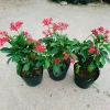 Cây Hồng Mai - Cây cảnh sân vườn giá tốt, giảm còn 45.000 VND, tươi xanh lâu năm 8