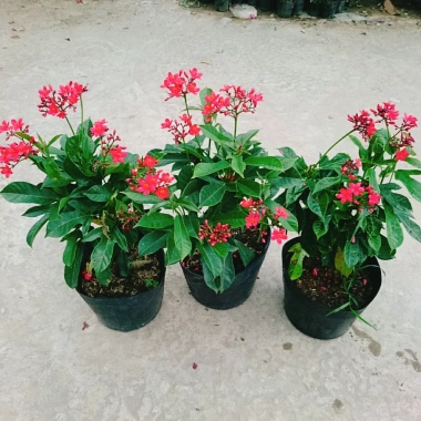 Cây Hồng Mai - Cây cảnh sân vườn giá tốt, giảm còn 45.000 VND, tươi xanh lâu năm 8 Cây Hồng Mai - Cây cảnh sân vườn giá tốt, giảm còn 45.000 VND, tươi xanh lâu năm 8