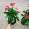 Cây Hồng Mai - Cây cảnh sân vườn giá tốt, giảm còn 45.000 VND, tươi xanh lâu năm 9