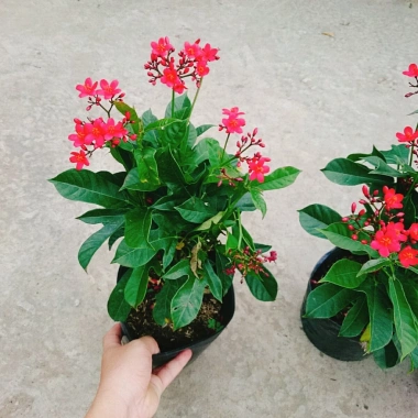Cây Hồng Mai - Cây cảnh sân vườn giá tốt, giảm còn 45.000 VND, tươi xanh lâu năm