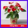 Cây Hồng Môn Đỏ - Cây cảnh phong thủy mang may mắn, hạnh phúc, giảm còn 75k