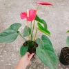 Cây Hồng Môn Đỏ - Cây cảnh phong thủy mang may mắn, hạnh phúc, giảm còn 75k 2