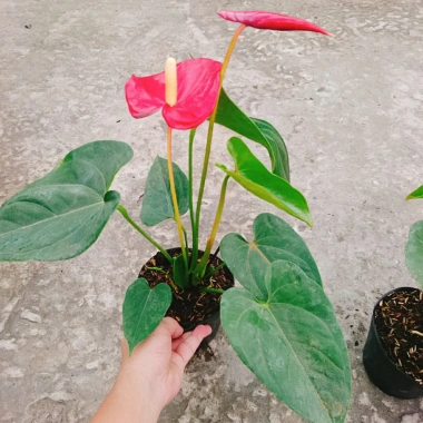 Cây Hồng Môn Đỏ - Cây cảnh phong thủy mang may mắn, hạnh phúc, giảm còn 75k