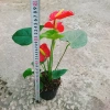 Cây Hồng Môn Đỏ - Cây cảnh phong thủy mang may mắn, hạnh phúc, giảm còn 75k 3